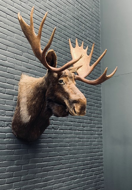 Taxidermy head  of a Canadian moose