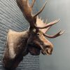 Taxidermy head  of a Canadian moose