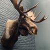 Taxidermy head  of a Canadian moose