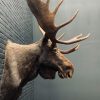 Taxidermy head of a Scandinavian moose