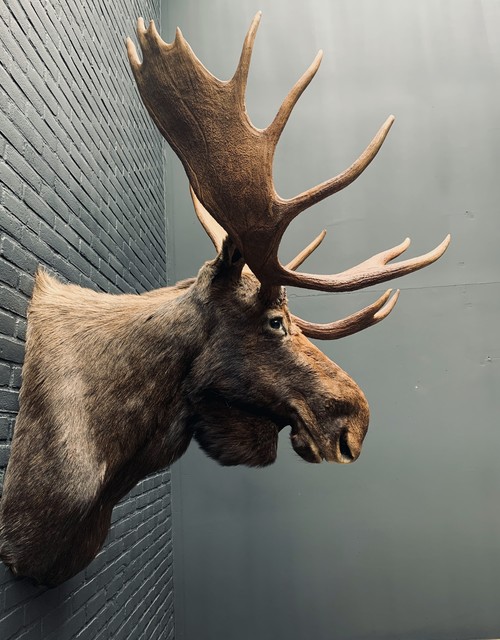 Taxidermy head  of a Canadian moose