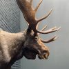Taxidermy head  of a Canadian moose