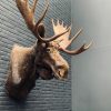 Taxidermy head  of a Canadian moose