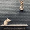 Taxidermy head of a fallow deer.