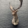 Taxidermy head of a fallow deer.