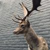 Taxidermy head of a fallow deer.