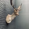 Taxidermy head of a fallow deer.