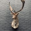 Taxidermy head of a fallow deer.