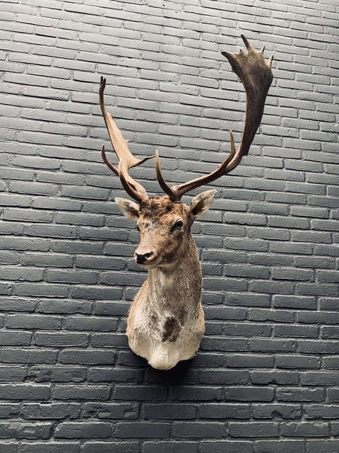 Taxidermy head of a fallow deer.