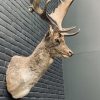 Taxidermy head of a fallow deer.