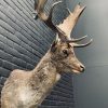 Taxidermy head of a fallow deer.