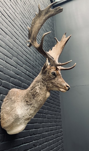 Taxidermy head of a fallow deer.