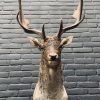 Taxidermy head of a fallow deer.