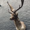 Taxidermy head of a fallow deer.