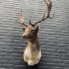 Taxidermy head of a fallow deer.