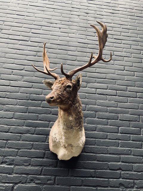 Taxidermy head of a fallow deer