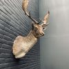 Taxidermy head of a fallow deer