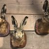 Taxidermy head of a hare