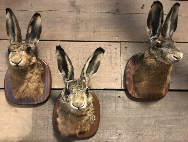 Taxidermie kopje van een haas