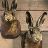 Taxidermy head of a hare