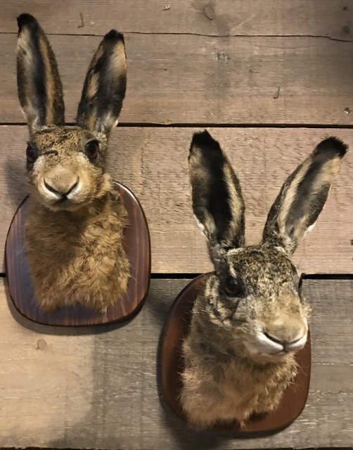 Taxidermy head of a hare