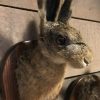 Taxidermy head of a hare