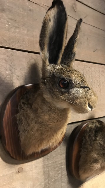 Taxidermy head of a hare