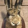 Taxidermy head of a hare