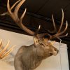 Taxidermie kopf eines riesigen Wapiti