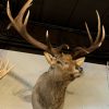 Taxidermy head of a huge Wapiti.