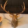 Taxidermy head of a huge Wapiti.