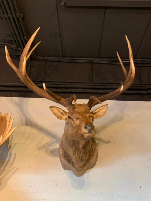 Taxidermy head of a huge Wapiti.