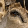 Taxidermy head of a huge Wapiti.