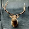 Taxidermy head of a huge Wapiti.