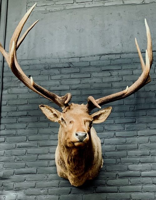 Taxidermie kopf eines riesigen Wapiti