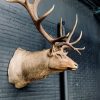 Taxidermy head of a huge Wapiti.