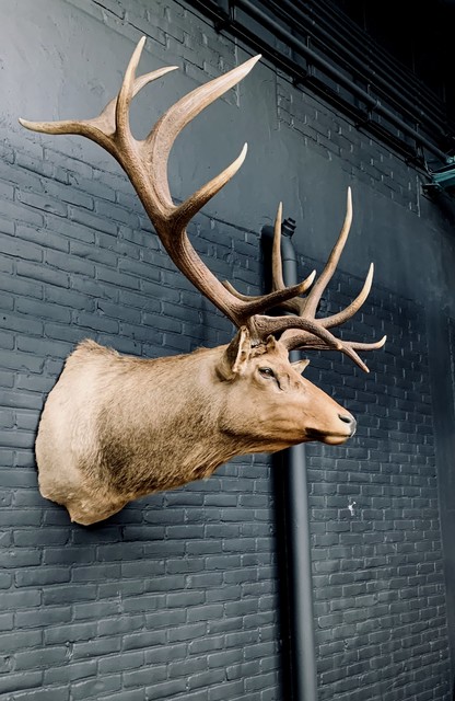 Taxidermy head of a huge Wapiti.