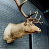 Taxidermie kopf eines riesigen Wapiti