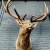 Taxidermie kopf eines riesigen Wapiti