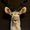 Taxidermy head of a large kudu