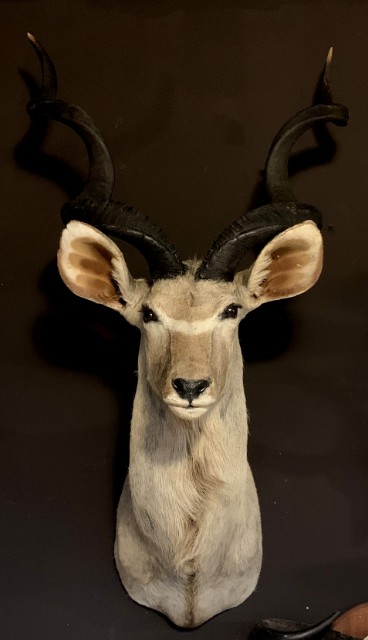 Taxidermy head of a large kudu