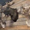 Taxidermy head of a Scandinavian moose