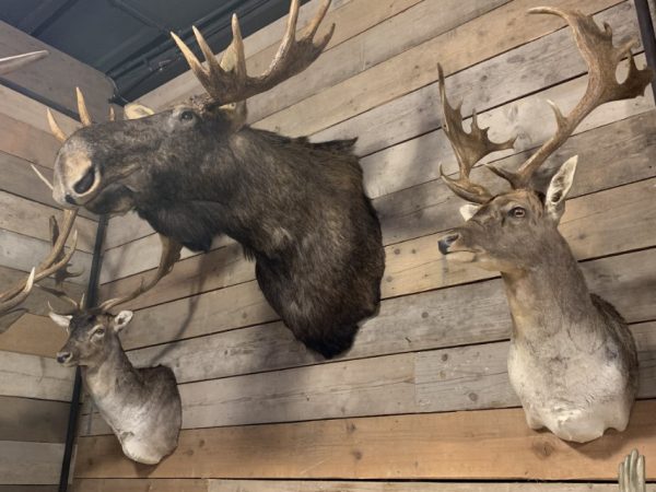 Taxidermy head of a Scandinavian moose