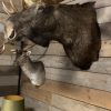 Taxidermy head of a Scandinavian moose