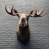 Taxidermy head of a Scandinavian moose