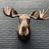 Taxidermy head  of a Canadian moose