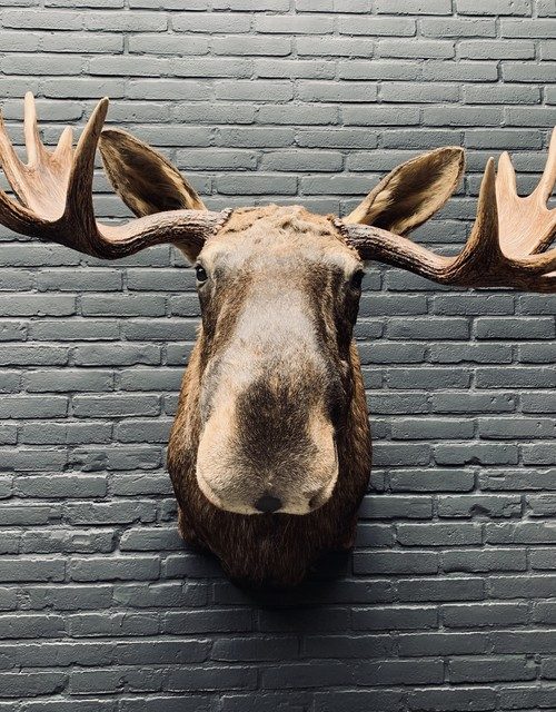 Taxidermy head of a Scandinavian moose