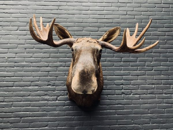 Taxidermy head of a Scandinavian moose