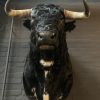 Taxidermy head of a Spanish fighting bull.