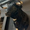 Taxidermy head of a Spanish fighting bull.